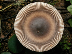 Amanita umbrinolutea