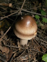 Amanita umbrinolutea