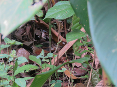 Synallaxis gujanensis