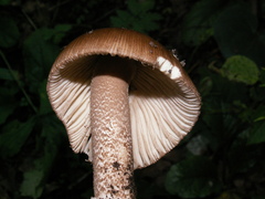 Amanita umbrinolutea