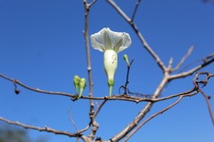Ipomoea pseudoracemosa
