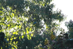 Cotinga nattererii