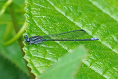 Argia ulmeca
