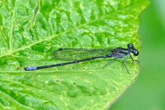 Argia ulmeca