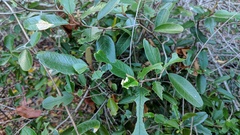 Capparis cynophallophora