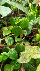 Peperomia peltoidea