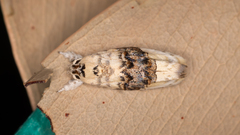 Piloprepes antidoxa