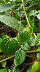 Peperomia peltoidea