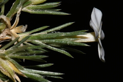 Phlox andicola