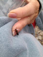 Lygaeus kalmii angustomarginatus