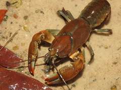 Cherax depressus