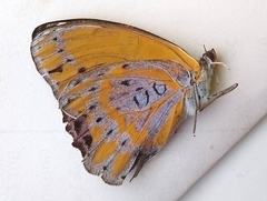 Euryphura concordia