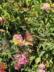 Danaus gilippus thersippus