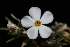 Phlox andicola