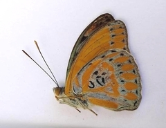 Euryphura concordia
