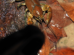 Cherax depressus