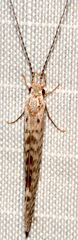 Nectopsyche diarina
