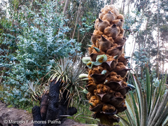Puya glomerifera