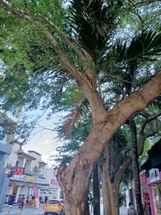 Pithecellobium dulce