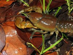 Cherax depressus
