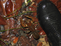 Cherax depressus
