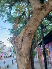 Pithecellobium dulce