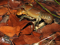 Cherax depressus