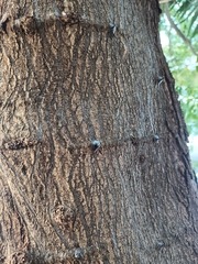 Pithecellobium dulce