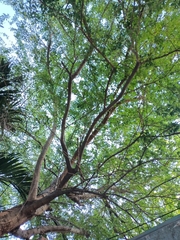 Pithecellobium dulce