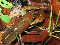 Cherax depressus