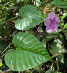 Ipomoea batatoides