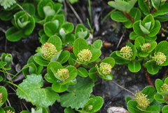 Salix paraflabellaris