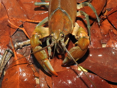 Cherax depressus