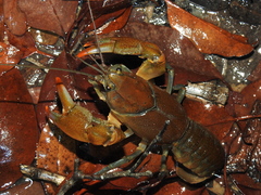 Cherax depressus