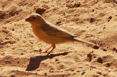 Carpodacus synoicus
