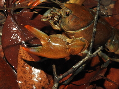 Cherax depressus