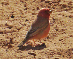 Carpodacus synoicus