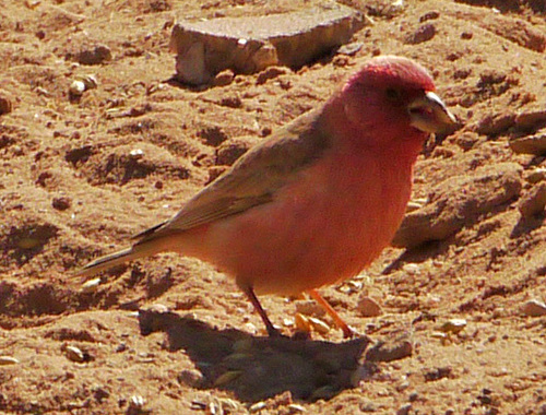 Sinai Rosefinch