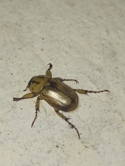 Cyclocephala amazona