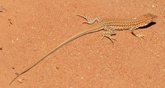 Acanthodactylus boskianus
