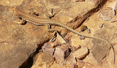 Acanthodactylus boskianus