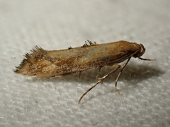 Epermenia illigerella