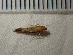 Epermenia illigerella