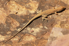 Acanthodactylus boskianus