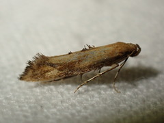 Epermenia illigerella