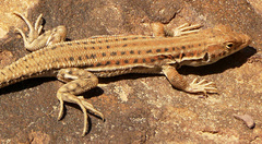 Acanthodactylus boskianus
