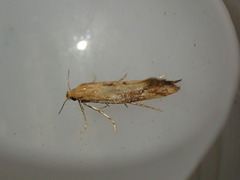 Epermenia illigerella