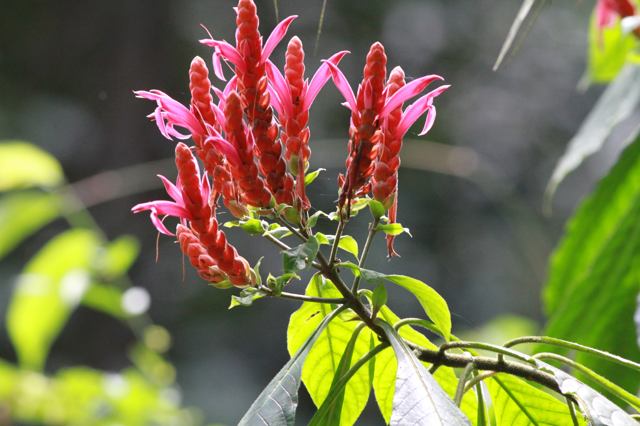 Imagem de Camarão-vermelho