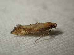 Epermenia illigerella