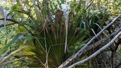 Coccothrinax proctorii